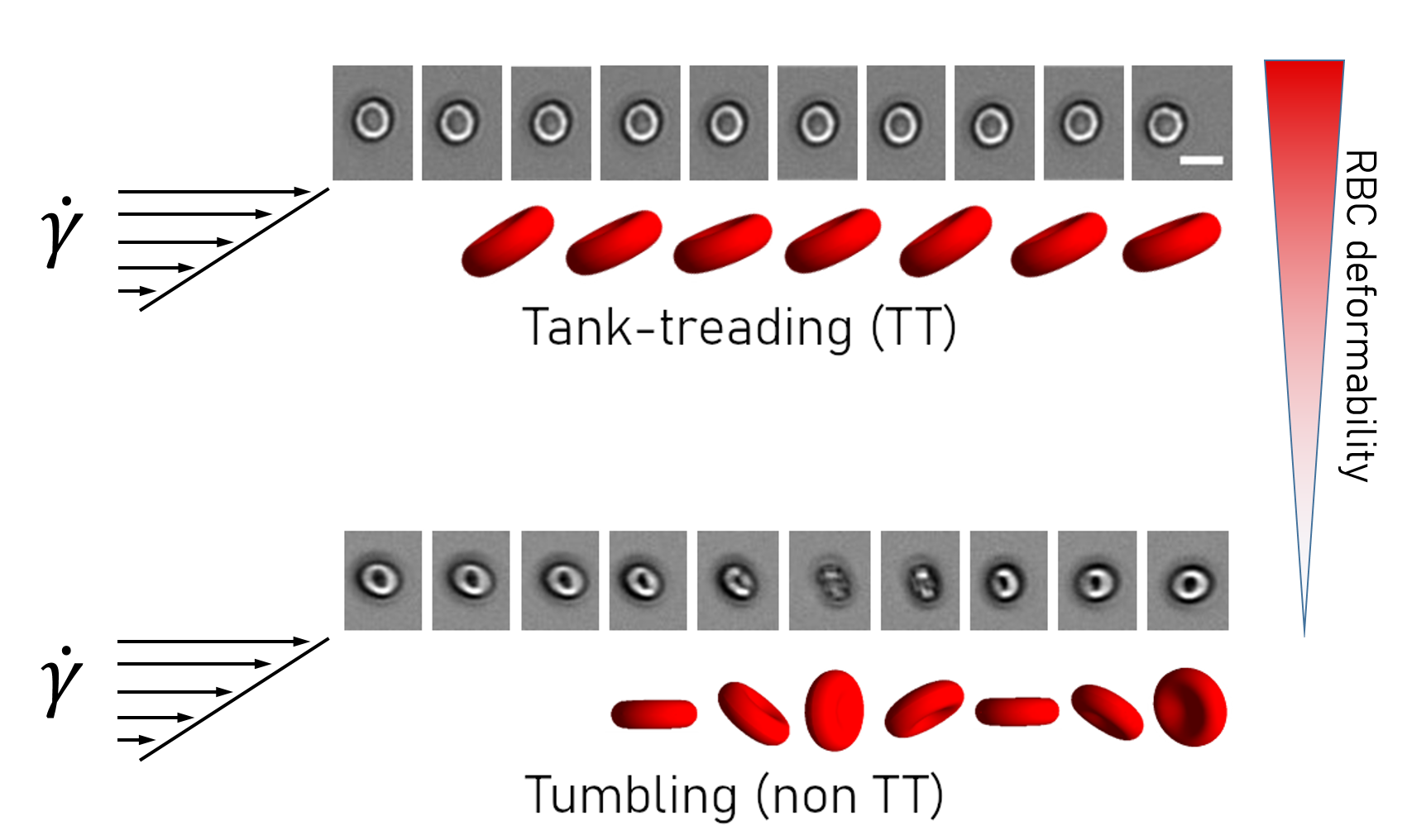 Classification par IA